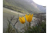 Locul unde crește laleaua galbenă, o floare unică în lume
