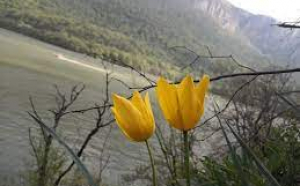 Locul unde crește laleaua galbenă, o floare unică în lume