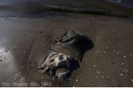 Zeci de pisici de mare moarte au apărut pe o plajă din Rio de Janeiro