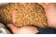 Bulgaria vrea să interzică importul de cereale din Ucraina
