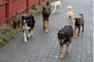  Adopții virtuale pentru câinii vagabonzi din Piatra Neamț