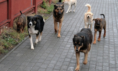  Adopții virtuale pentru câinii vagabonzi din Piatra Neamț