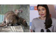 Parisul înființează un comitet pentru a studia „coabitarea” cu șobolanii
