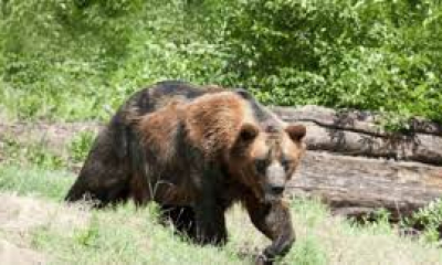 Un urs umblă liber printr-o comună din Neamț