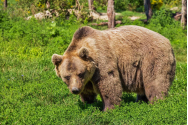 Un urs a băgat spaima în sătenii din Neamț
