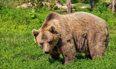 Un urs a băgat spaima în sătenii din Neamț