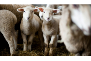 Zeci de oi au fost descoperite într-un apartament din Franța. Urmau să fie sacrificate