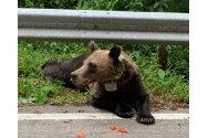 Urs atacat pe Transfăgărășan. Un turist l-a stropit cu spray lacrimogen