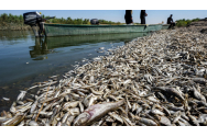 Tone de peşti morţi pe malurile unui râu din Irak: „O catastrofă care ar putea avea legătură cu clima”