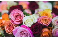 „Ziua Rozelor” în weekend, în localitatea care asigură majoritatea producţiei de trandafiri din ţară / Anual se cultivă în localitate peste un milion de fire 
