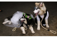 O somptuoasă 'nuntă' de câini a stârnit polemică în Indonezia