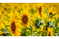 Producția de floarea-soarelui este în cădere liberă
