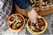 Un import de o tonă de ciuperci radioactive din Ucraina a fost oprit înainte de intrarea în România. Marfa avea depășiri mari la izotopii de cesiu și cesiu