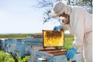 Crescătorii de albine cer ajutor Guvernului