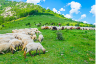 Bulgaria și-a făcut academie pentru ciobani / Ce se învață în cele patru sezoane de cursuri