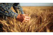 Fermierii anunță o recoltă-record la grâu