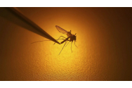 Medicii ieșeni, în alertă: „Nu neglijați înțepăturile de țânțari, căci pot deveni letale!”