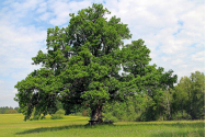  Povestea stejarului din Borzești
