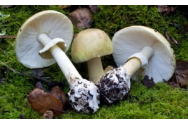 Culegătorii amatori de ciuperci, avertizați să evite cărțile privind căutarea hranei în sălbăticie. Ce legătura au cu inteligența artificială