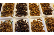 Avem lege pentru „alimentele noi”: Vierme galben, greier de casă şi alte insecte