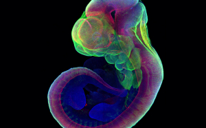 Premieră științifică: Model embrionic, crescut artificial în Israel