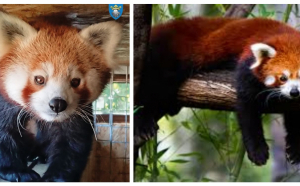 Petrecere la Zoo Brașov pentru doi pui de panda roșu