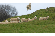 O turmă de oi din Grecia a intrat într-o seră și a mâncat 300 de kilograme de canabis: „Săreau mai sus decât caprele”