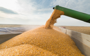 Exporturile de cereale ale Ucraine s-au înjumătățit