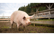 Preț porci în viu și carcasă. Cât costă un kilogram de carne la micii fermieri