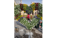 36.000 de crizanteme, pregătite pentru ceremoniile ce marchează Hramul Cuvioasei Parascheva