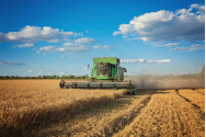 5 unelte necesare în vederea gestionării cerealelor din recolta ta