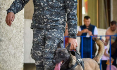 Zeus, un câine polițist din Botoșani, vedetă la un concurs național