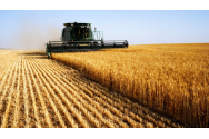 România fără cereale? Banca Mondială ne cere să împădurim terenurile agricole