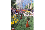Explozie de culori la expoziţia „Flori de toamnă 2023”