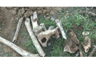 Peste 700 de schelete umane, găsite la Iași