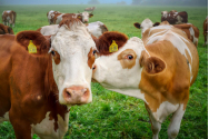 România riscă să rămână și fără vaci. Pierderi masive pentru fermieri