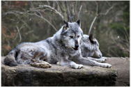 Satele din Vrancea sunt amenințate de lupi