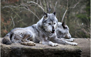 Satele din Vrancea sunt amenințate de lupi