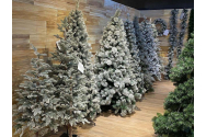 Romsilva scoate la vânzare peste 24.700 pomi de Crăciun