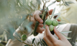  Culturile de măslini din Grecia sunt în pericol
