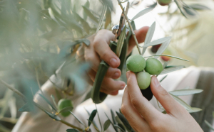  Culturile de măslini din Grecia sunt în pericol