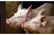 Ministrul Agriculturii: Porcul nu trebuie interzis şi nu se va interzice niciodată în România / Și tatăl meu crește trei porci: unul pentru mine, unul pentru fratele meu şi unul pentru ei