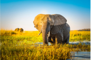 Elefantul, cel mai mare animal terestru - curiozități