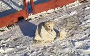 Cruzime faţă de animale: un căţel a fost legat într-un sac şi abandonat în zăpadă. S-a întâmplat în Neamț