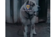 Campionat ilegal de lupte de câini în Republica Moldova. Poliția Română a efectuat 23 de percheziții în mai multe județe