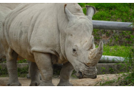 Cercetătorii din Berlin au făcut primul transfer de embrioni realizat cu succes la un rinocer alb