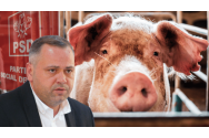 Peste 20.000 de porci vor fi eutanasiaţi la Goleşti, în Vrancea, din cauza unui focar de pestă porcină