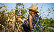 Agricultorii afectați de secetă ar putea fi scutiți temporar de plata ratelor