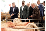 Cornel Nistorescu: „Cu tripleta Ciolacu, Barbu şi Boloş, orice fermă, de la găini la bivoliţe, ar da faliment la prima încercare”