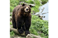  Ziua Ursului, o celebrare fascinantă a naturii și tradiției